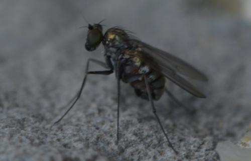 Medetera sp.